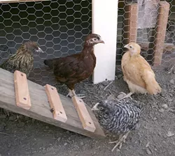 YOUNG HENS: Four 6-to-8-week-old chickens were delivered right to our door by Dare 2 Dream Farms. - PHOTO BY GLEN STARKEY