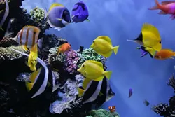 ab-tropical_fish0.jpg
