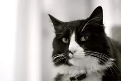 FILM NOIR: Sad cat Henry le Chat Noir was just one of the featured cats in the Internet Cat Video Festival that stopped by Cal Poly’s Performing Arts Center in January. - PHOTO COURTESY OF WILL BRADEN
