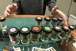 GRASS MENAGERIE : Patients at CCCC can choose from a wide selection of pot varietals, each purportedly providing a slightly different medical effect - PHOTO BY CHRISTOPHER GARDNER