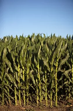 MODIFIED OR NOT? : Opponents of genetically engineered crops worry that organic crops could be at risk from cross-pollination. - PHOTO BY JESSE ACOSTA