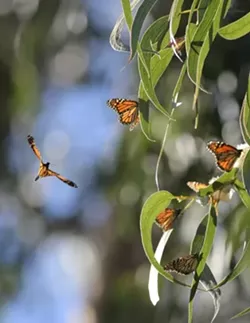 A PLACE FIT FOR A MONARCH: Celebrate Western Monarch Butterfly Day on Feb. 5 by viewing the Monarchs before they begin their migration back to Canada in March. Visit the Pismo Monarch Grove on Highway 1 at the south boundary of the city of Pismo Beach, north of Grand Avenue. For more info about the butterfly palace, visit butterflypalace.org or e-mail monarchwest@sbcglobal.net. The nonprofit nature group can also be reached at 929-0887. - CHRISTOPHER GARDNER
