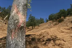 MOVING FORWARD: Even though the case is still in litigation, the county was given the go-ahead to proceed with the road building. Crews have since taken down nearly 40 trees and graded the hillside. - CHRISTOPHER GARDNER