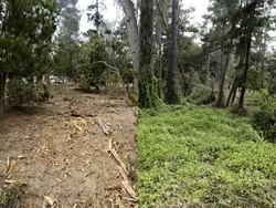 FIRE-SAFE OR SCALPED? : Zealous fire fuel reduction efforts in Cambria's Monterey pine forest are upsetting some residents who worry about the future of the forest and its wildlife. Pictured is two sides of the same Cambria road, one cleared of undergrowth. - PHOTO BY STEVE E. MILLER