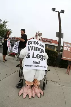 FOR THE BIRDS : PETA activist Kelsey Gibb hopped into a chicken suit and rolled around downtown Grover Beach on June 23 in protest of animal rights abuses allegedly perpetrated at Kentucky Fried Chicken’s factory farms. - PHOTO BY JESSE ACOSTA