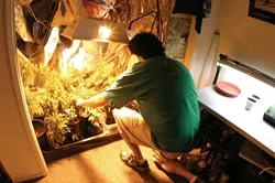 OVERGROW THE GOVERNMENT: Mark, who's been diagnosed with insomnia, tends his small indoor pot garden. With the help of other local growers, he provides medical marijuana to more than 40 qualified patients from the Five Cities area and beyond. - CHRISTOPHER GARDNER