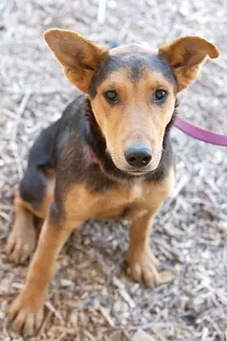 UNFORGETTABLE : Fritz is one of many animals at the Woods Humane Society in need of a good home or attention from volunteers who do not have the resources to provide a good home. - PHOTO BY JESSE ACOSTA