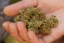 NO WORSE FOR THE WEAR : For patient Ben Breschini, a bag in hand is better than two in the contraband locker. The Cal Poly student, who challenged police to return his medical pot after prosecutors dropped possession charges, received a slightly dry but smokable stash. - PHOTO BY JESSE ACOSTA
