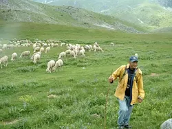BAA BAA : Sheep roam in the pristine countryside near the town of Gostivar.