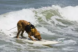 HANG PAW : Saint, the famous local surfing dog, is putting his aquatic talent toward a good cause with an upcoming Surf Dog Surf-a-Thon. - PHOTO COURTESY OF MIKE BAIRD