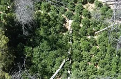 DEPARTMENT SEEING GREEN : Members of the San Luis Obispo and Santa Barbara County Sheriff's departments teamed up to bust a large marijuana-growing operation seen here from the air near the SLO County line. - PHOTO COURTESY OF THE SANTA BARBARA COUNTY SHERIFF'S DEPARTMENT