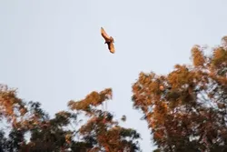 ONLY PERCH IN TOWN? : The planting of eucalyptus ushered in a very definite species shift in some local state parks that favored larger raptor species. What remains to be seen through research is where the birds would go without the canopy. - PHOTO BY JESSE ACOSTA
