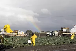 AFTER THE RAINS : Workers returned to the fields outside Guadalupe after heavy rains pounded the Central Coast. Will the rains make a difference for local agriculture?