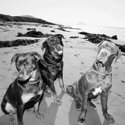 DOG DAYS : Seth and Tara Daugherty love their dogs, and recently opened a FETCH! Pet Care franchise to share their love with other county pets. - PHOTO BY STEVE E. MILLER