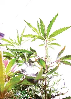 STEP INTO THE LIGHT: Over 100 medical marijuana dispensaries currently operate in California in conjunction with state and local ordinances. Meanwhile, lawmakers in SLO County wait for a clear signal from the federal government. - CHRISTOPHER GARDNER