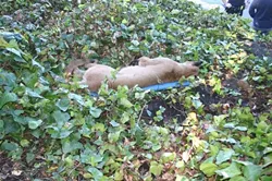 LION DOWN:  A mountain lion first spotted near San Luis Obispo City Hall by a city maintenance worker was killed because of its proximity to Mission School and vehicle and foot traffic on Santa Rosa Street. - PHOTO COURTESY OF THE SAN LUIS OBISPO POLICE DEPARTMENT
