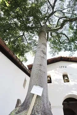 DEATH AND LIFE : A recent vote by San Luis Obispo's tree committee condemned the silk floss tree in Mission Plaza to destruction--but its spirit will live on through its progeny. - PHOTO BY STEVE E. MILLER
