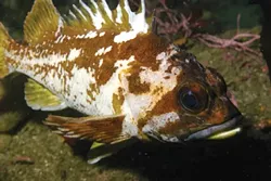 PROTECTED MARINE LIFE : No-fishing zones known as Marine Protected Areas go into effect off of SLO County on Sept. 21. The areas are designed to conserve ocean ecosystems including species such as the copper rockfish. - PHOTO COURTESY OF NOAA/MBNMS