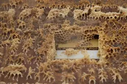 SIDE BEE : Honeybees have taken a lot of hits lately, and their numbers are dropping. Still, local experts say not to expect a food collapse or other dire consequences. - PHOTO BY JESSE ACOSTA