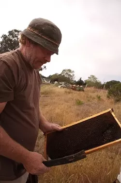 OUT AND ABOUT : Tim Vaughn has seen his own hives dwindle, but has also reported an abundance of calls from people asking him to come take care of swarms on their property. - PHOTO BY JESSE ACOSTA