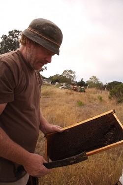 OUT AND ABOUT :  Tim Vaughn has seen his own hives dwindle, but has also reported an abundance of calls from people asking him to come take care of swarms on their property. - PHOTO BY JESSE ACOSTA
