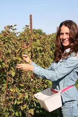 THIRD GEN FARMER: Lori Heal of Two Peas in a Pod Farm in Arroyo Grande picks blackberries at her family farm. Her berries and Mama’s Preserves jams are popular, especially her fresh olallieberry flavor. - PHOTO BY HAYLEY THOMAS