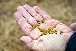 SEEDS OF CHANGE : Sweet-smelling Fenugreek seeds from Kandarian organic Farms give a kick to salads. - PHOTO BY SARA POPP