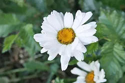 A FREE LUNCH : Flowers in the aster family, like this daisy, are incredible for coaxing in beneficial pollinators. - PHOTO BY HAYLEY THOMAS