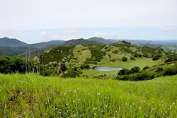 CATTLE COUNTRY : The hills of southern Eagle Ranch will roll unencumbered forever because of a recent conservation easement agreement with the Land Conservancy of San Luis Obispo County. - PHOTO COURTESY OF LAND CONSERVANCY OF SLO COUNTY