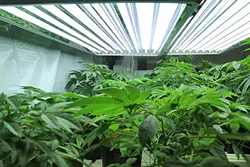 ROOM TO GROW: Arroyo Grande modified its city policy to allow for qualified patients to grow medical marijuana. It also established a permit process for delivery services. - FILE PHOTO BY DYLAN HONEA-BAUMANN