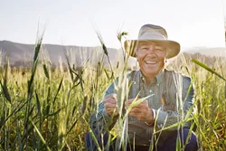 LARRY’S LOVE : Los Osos farmer Larry Kandarian is passionate about bringing back ancient grains and seeds from camelina to kamut. - PHOTO BY SARA POPP