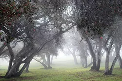 AMONG THE TREES: The trees do beckon in Georganna Dean’s photo, Invitation, taken on the Arroyo Grande Mesa. One of Dean’s favorite parts of photography is getting out in nature with her camera. - PHOTO COURTESY OF GEORGANNA DEAN