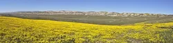 KING’S VIEW: Goldfields stretch out toward the valley floor, looking north up the Carrizo Plain from Quail Springs Road on the southern end of the national monument. - PHOTO BY CAMILLIA LANHAM