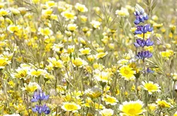 LONELY LUPINE: The long neck of purple lupine peeks out from the yellow and white of petals of what looks like coreopsis. - PHOTO BY CAMILLIA LANHAM