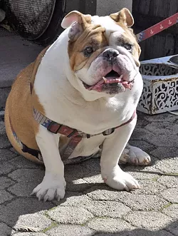 DOGS ALLOWED: Chewy the English bulldog was one of several pups who hung out at CCB on March 17, mingling with human legs to celebrate 18 years in business for the SLO brewery. - PHOTO BY CAMILLIA LANHAM