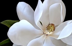 BLOOMING:  Close up shots of flowers, like this Magnolia, are a hallmark of photographer Georganna Dean&rsquo;s work. - PHOTO COURTESY OF GEORGANNA DEAN