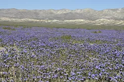 PURPLE POWER: The violet of phacelia paints portions of the plain like a grape-juice stain spilled on the barren landscape. - PHOTO BY CAMILLIA LANHAM