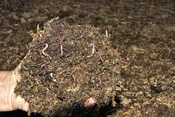 CREEPY CRAWLIES : These red worms are the beasts that help gardens grow, according to Cristy Christie. They do their best work under shade and protected from red robins, which love wormy snacks. - PHOTO BY CAMILLIA LANHAM