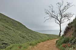 AROUND THE BEND: A lone tree hangs out beside the Headlands Trail, just before it opens up to panoramic views. - PHOTO BY TREVER DIAS