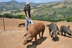 HAPPY PIGS:  Heritage breed pigs are fed on a sumptuous diet of leftover goat cheese whey and avocados at Stepladder Ranch. - PHOTO BY AMY JOSEPH