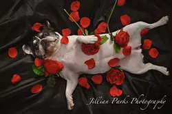 OOH LA LA: A sassy pup shows its playful side in Jillian Parks’ 'French Beauty.' - PHOTO COURTESY OF JILLIAN PARKS