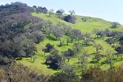 SAVE THE OAK: On April 11, the SLO County Board of Supervisors will make a decision on an oak woodland ordinance that would require property owners to seek a permit to clear-cut more than 1 acre of oaks. - PHOTO BY JAYSON MELLOM