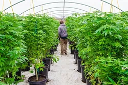 LEGAL BUSINESS: Dominatrix owner Aaron Wright walks down one of his medical marijuana greenhouses in South County: “It’s not much different than all the other hoop houses in town,” he says. - PHOTO BY JAYSON MELLOM