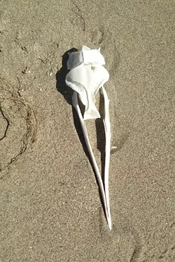 DUNE GRAVEYARD: The sand spit dunes are a good place for some marine archaeology. Here’s what appears to be a parts of a bird skull. - PHOTO BY PETER JOHNSON