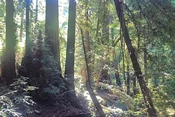 INTO THE WOODS : The Ventana Campground is the perfect spot for amateur campers who want to take in Big Sur's beauty. - PHOTO BY CHRIS MCGUINNESS