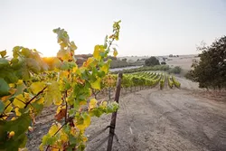 AG CLUSTER: The subdivision planned for Laetitia Vineyard and Winery stumbled once again when the SLO County Board of Supervisors upheld the Planning Commission’s denial of the proposed housing development. - FILE PHOTO BY STEVE E. MILLER