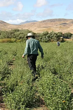 DINE WITH THE SEASONS: Support local farmers—like Larry Kandarian of Los Osos, here—by shopping local farmers’ markets in 2017. - FILE PHOTO BY HAYLEY THOMAS CAIN