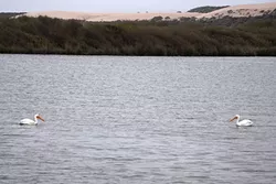 WILD KINGDOM: Oso Flaco Lake is thriving with bird life, including large white pelicans constantly looking for fish. - PHOTO BY CAMILLIA LANHAM