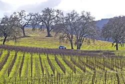 IRRIGATE OR DRY-FARM?: The Adelaida region west of Highway 101 in North County has seen an uptick in irrigated agriculture in recent years due to water restrictions placed on land above the Paso Robles Groundwater Basin, east of Highway 101. - PHOTO BY JAYSON MELLOM