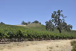 JUSTIN SCREWS UP: It was oak trees versus vineyards this year when the county found out that Justin Vineyards and Winery had leveled a swath of native trees and graded land on one of its properties. - FILE PHOTO BY CAMILLIA LANHAM